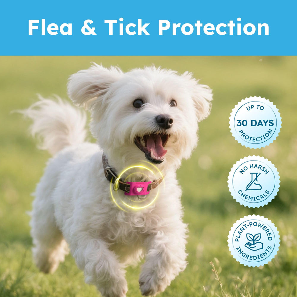 Dog collar with BugMD pendant showing collar harness compatibility