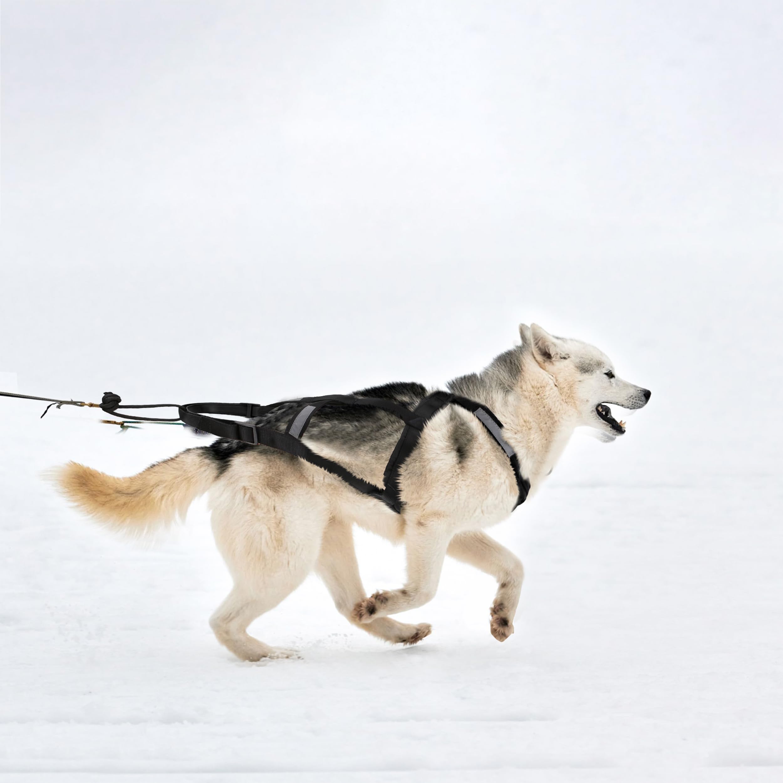 BuleVina dog pulling harness L bikejoring setup demonstrates secure attachment