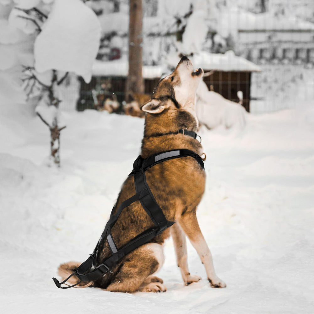 BuleVina dog pulling harness L worn by dog ready for sledding or canicross