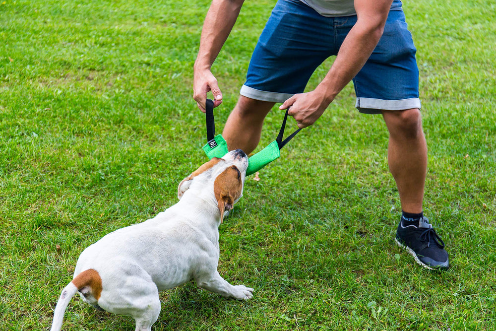 Bull Fit K9 not-a-chew-toy reminder for handler-led sessions.