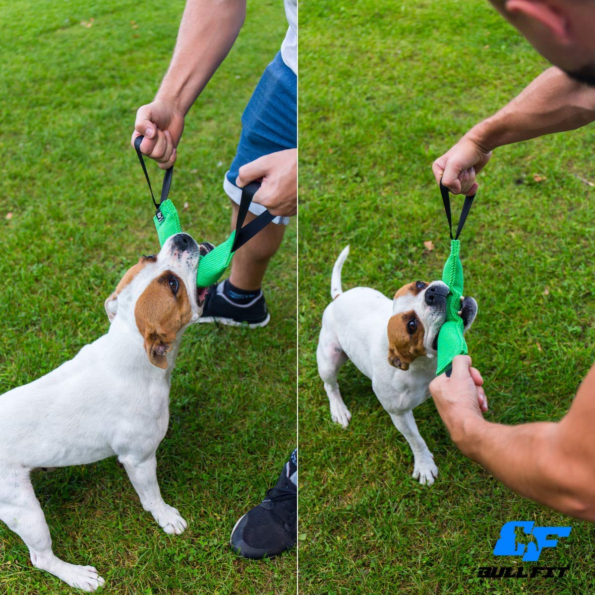 Puppy training with Bull Fit tug boosts motivation and focus