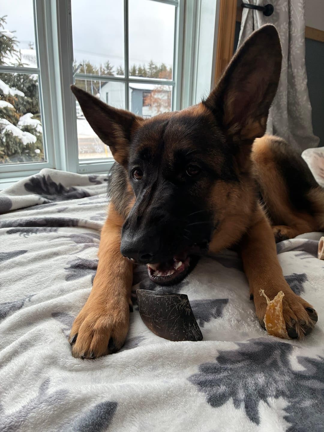 Bully Bunches dog chewing action demonstrates safe, single-ingredient beef chew.