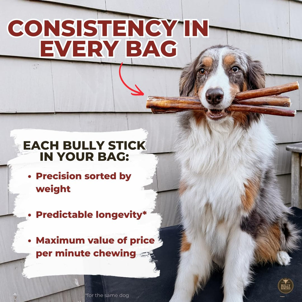 Bully Bunches odor-free bully stick close-up highlighting clean scent during playtime