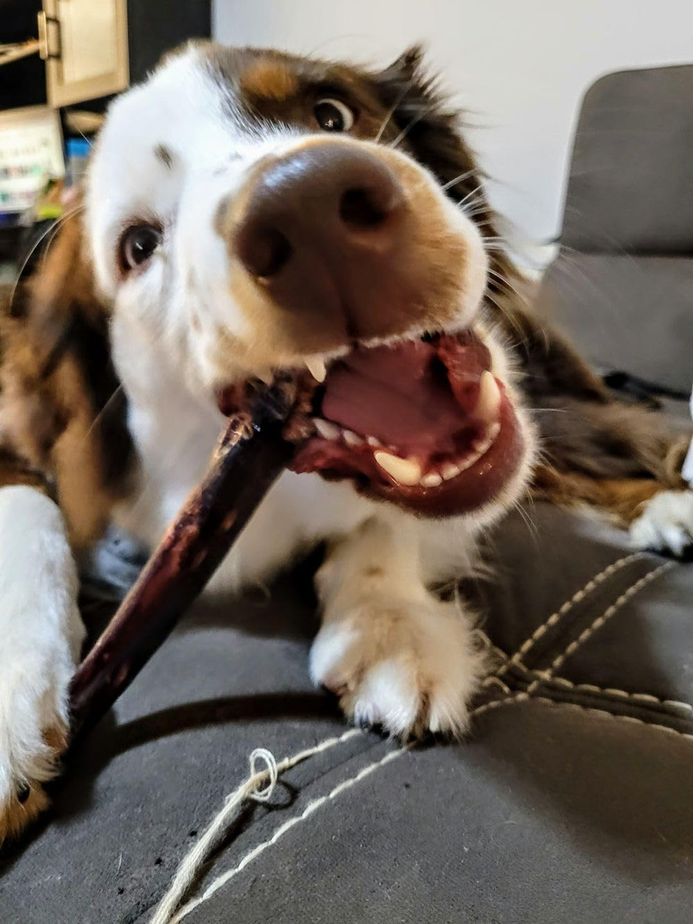 Bully Bunches oven-baked chew delivers long-lasting entertainment for dogs.