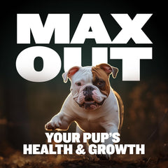 Bully Max Colostrum-rich ingredient featured for added protein and vitality.