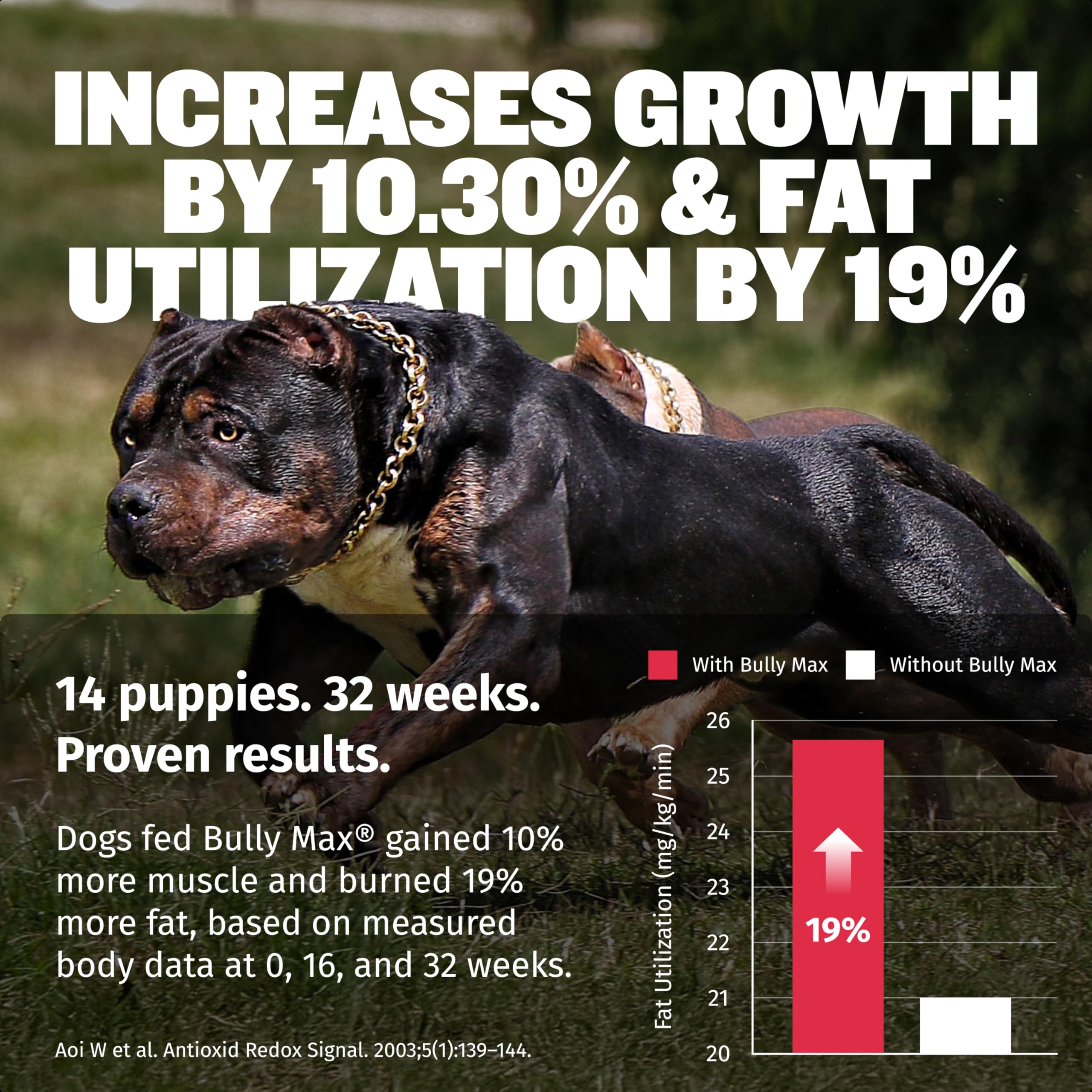 Bully Max energy-boost bottle supports sustained activity in dogs