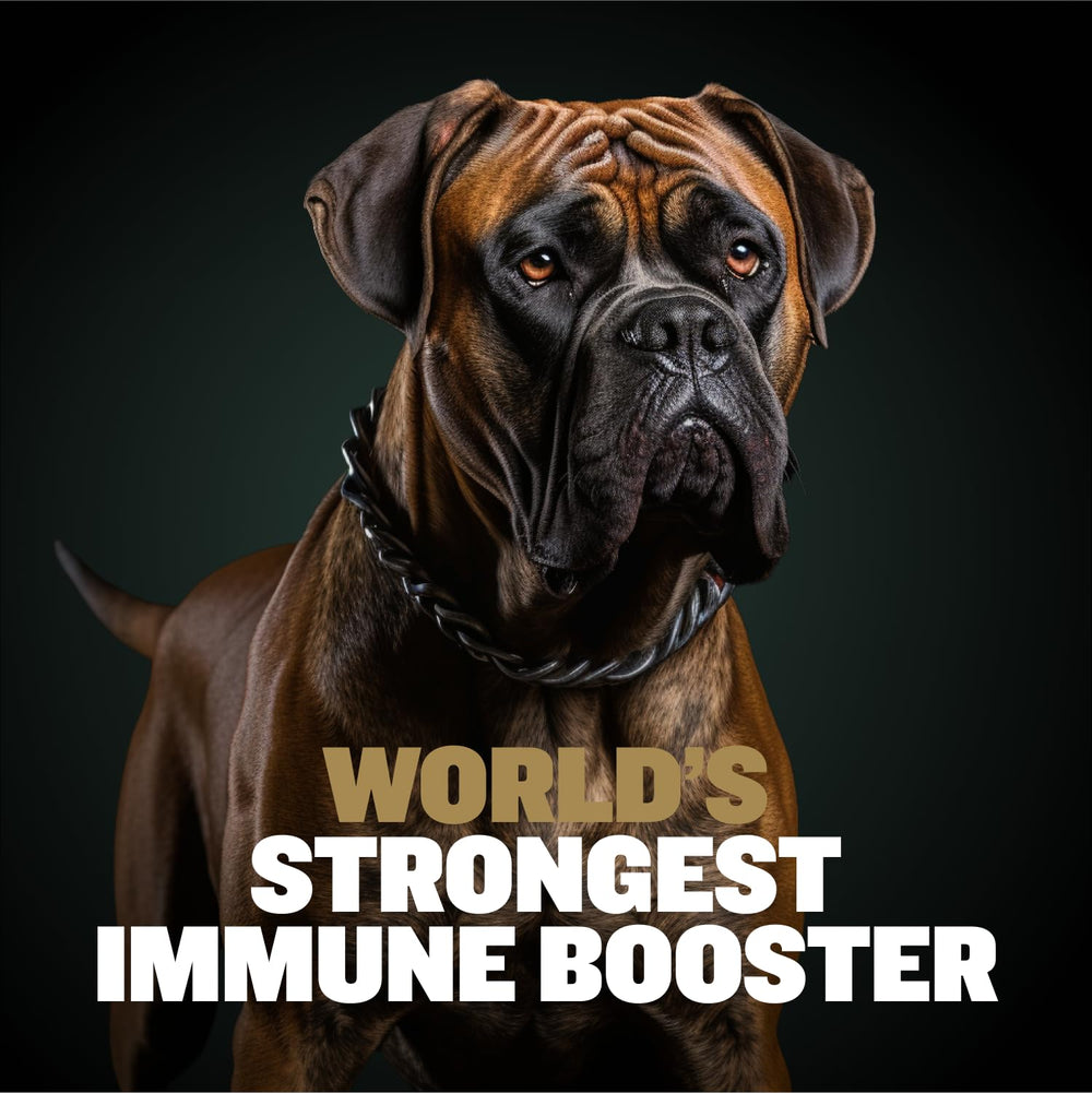 Bully Max Muscle Gain bottle label highlights high protein formula and BCAAs.