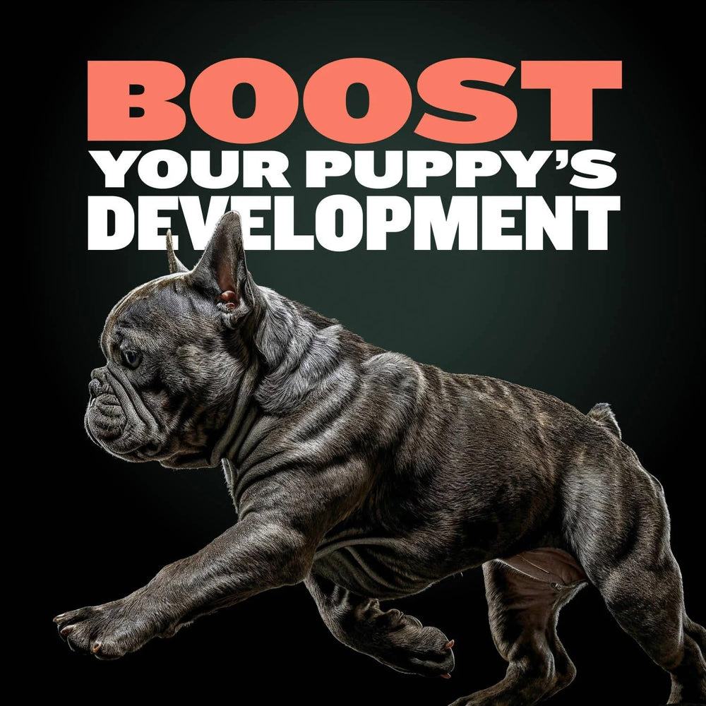 Bully Max Puppy Training Treats offered as a reward during puppy training.