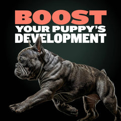 Bully Max Puppy Training Treats offered as a reward during puppy training.