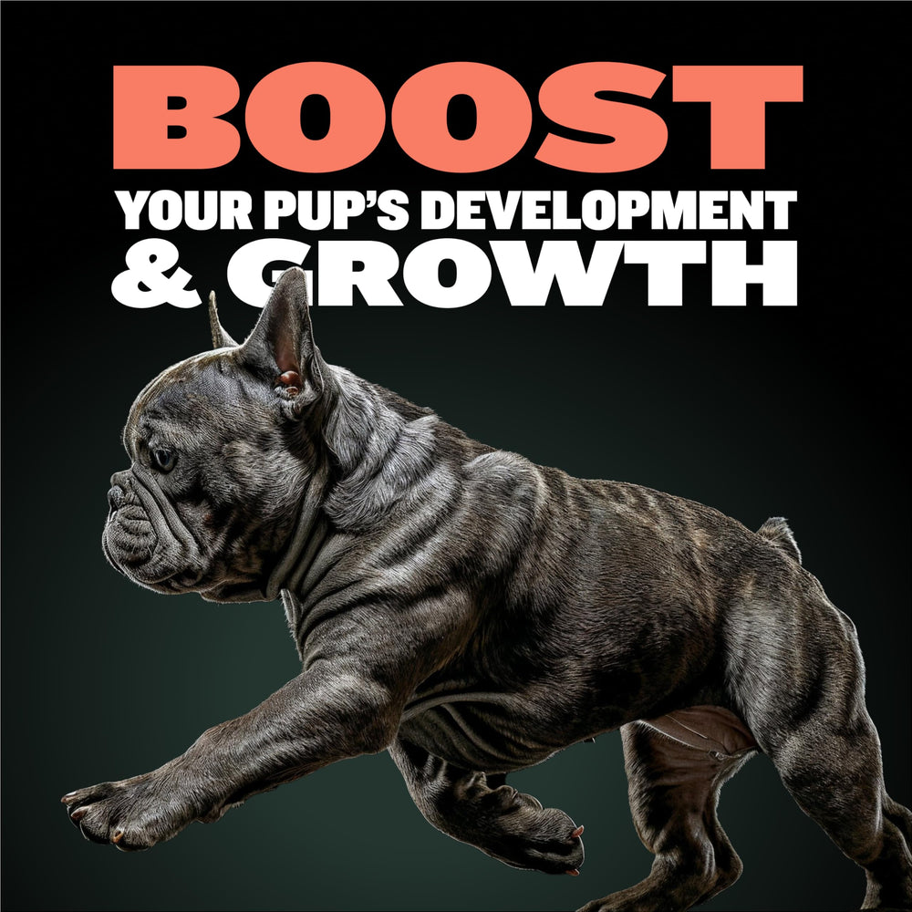 Serving scoop of Bully Max Puppy Vitamins ready as a food topper.