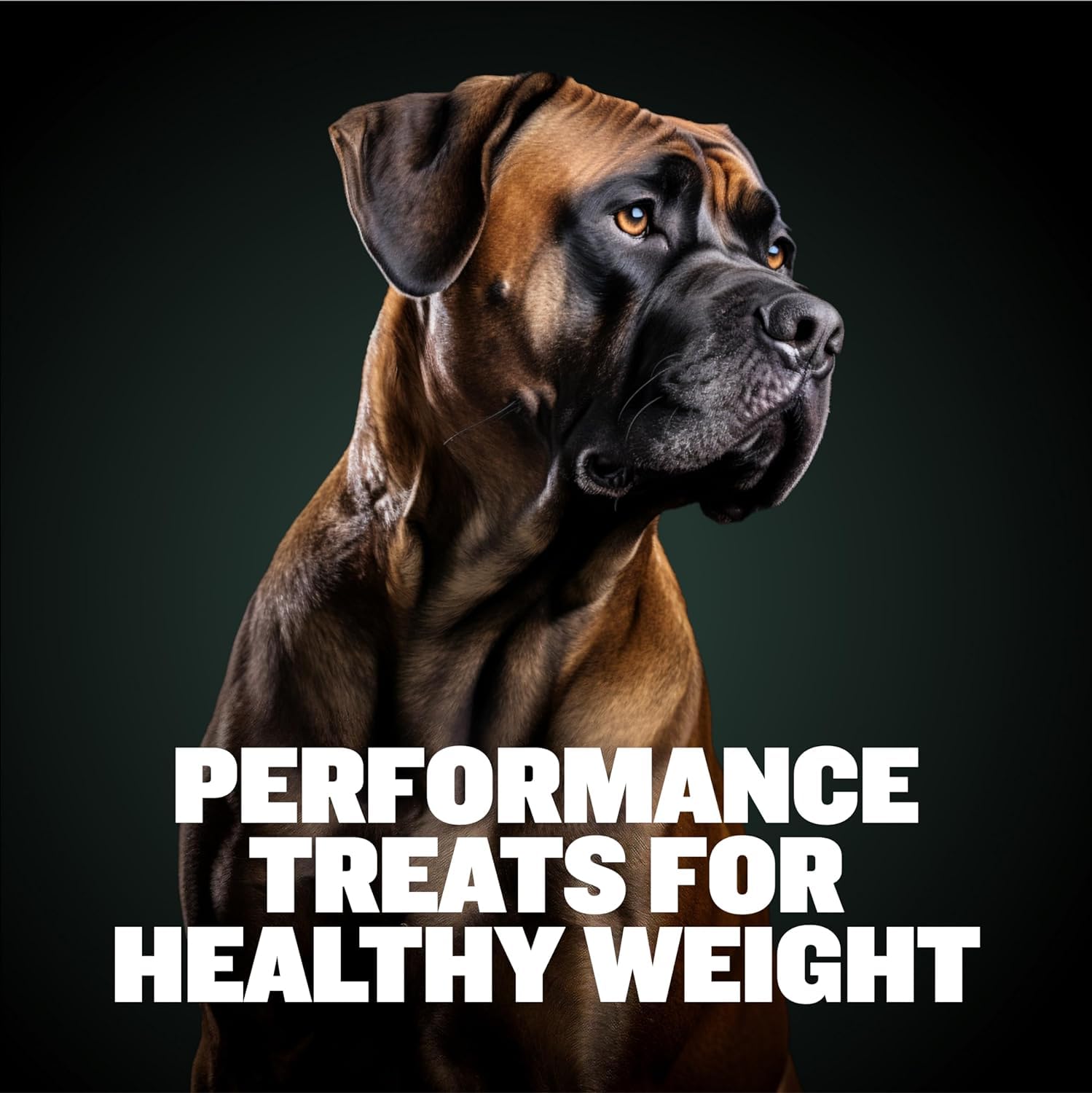 Active dog enjoying outdoor play with Bully Max chews boosts energy.