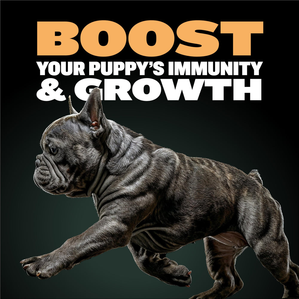 Bully Max Wet Puppy Food dehydrated mix measured before hydration for protein-rich meals.
