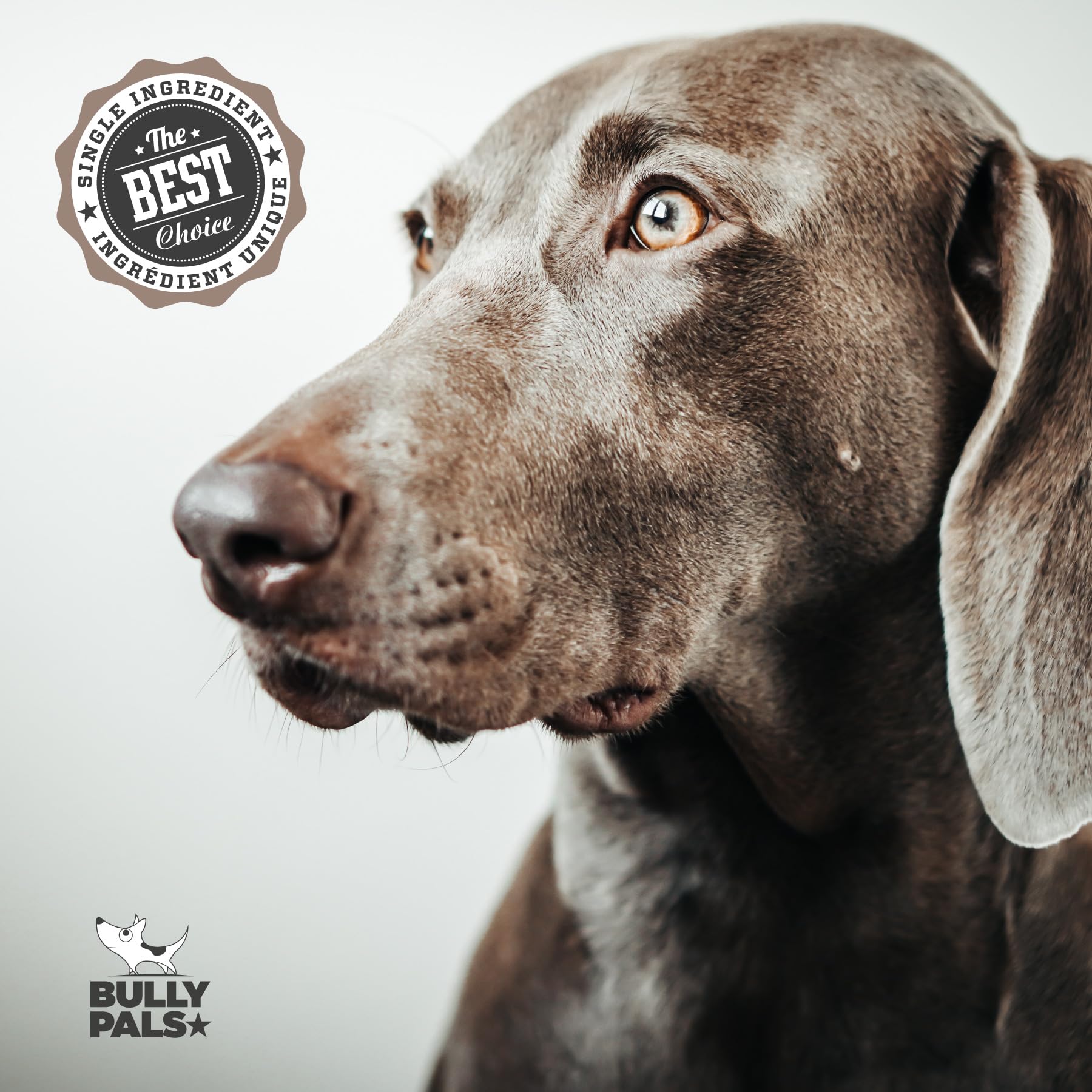 BULLY PALS 20-pack display emphasizes value and convenience.