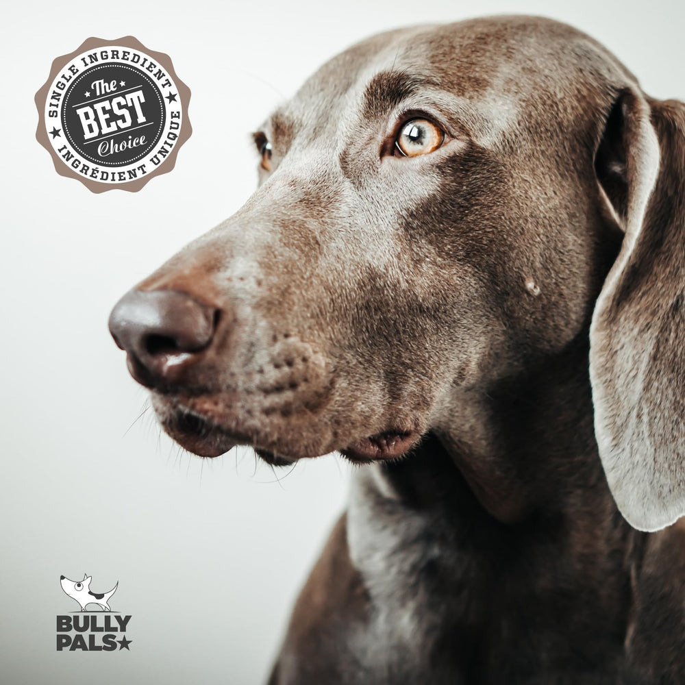 BULLY PALS 20-pack display emphasizes value and convenience.