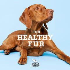 BULLY PALS single-ingredient label highlights beef pizzle composition.