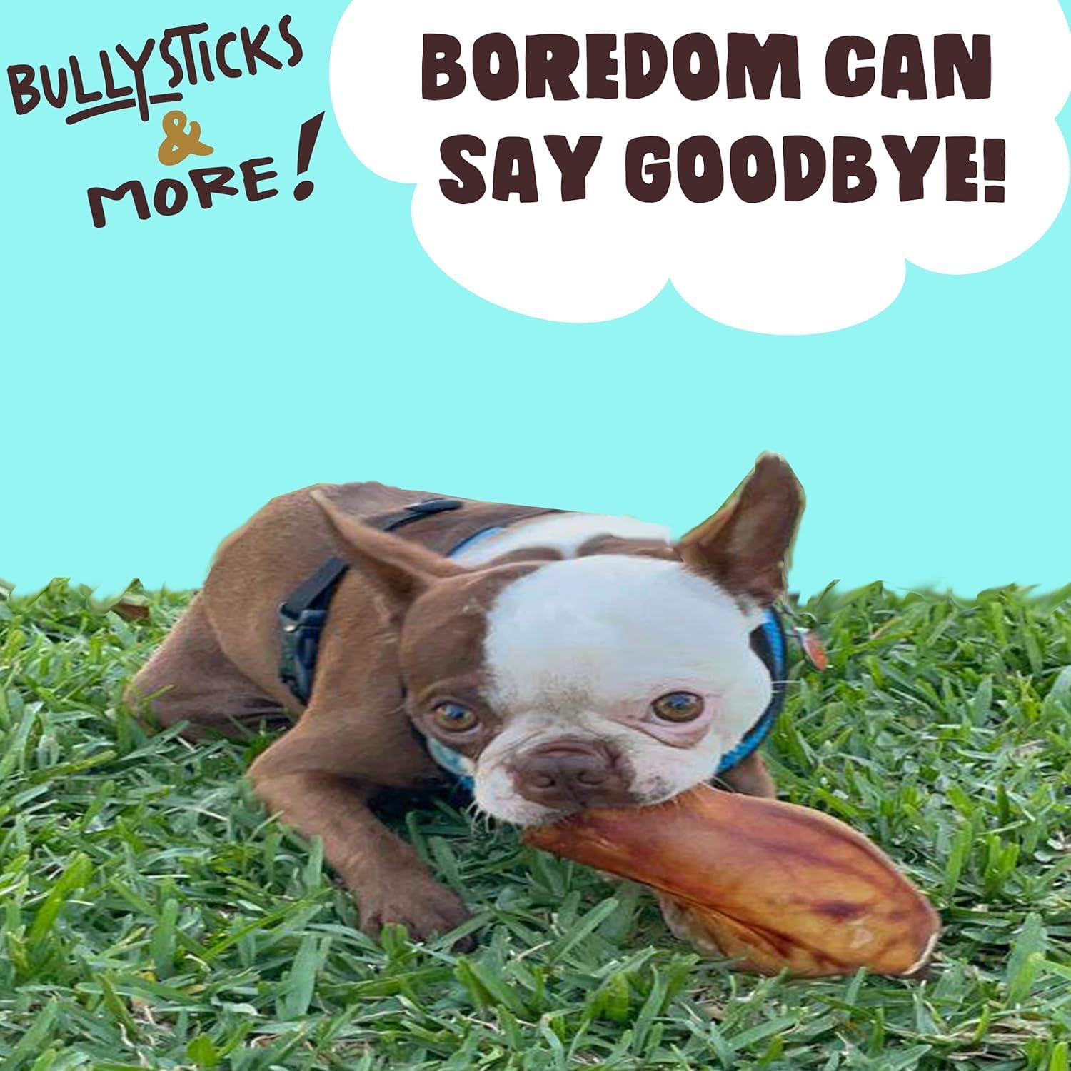 Bullysticks & More pig ears dehydrated texture invites chew sessions for engagement and dental interest.