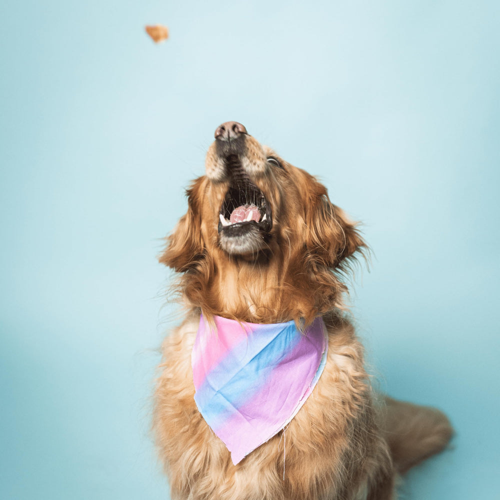 Grain-free, poultry-free dog treats by Bundle x Joy.