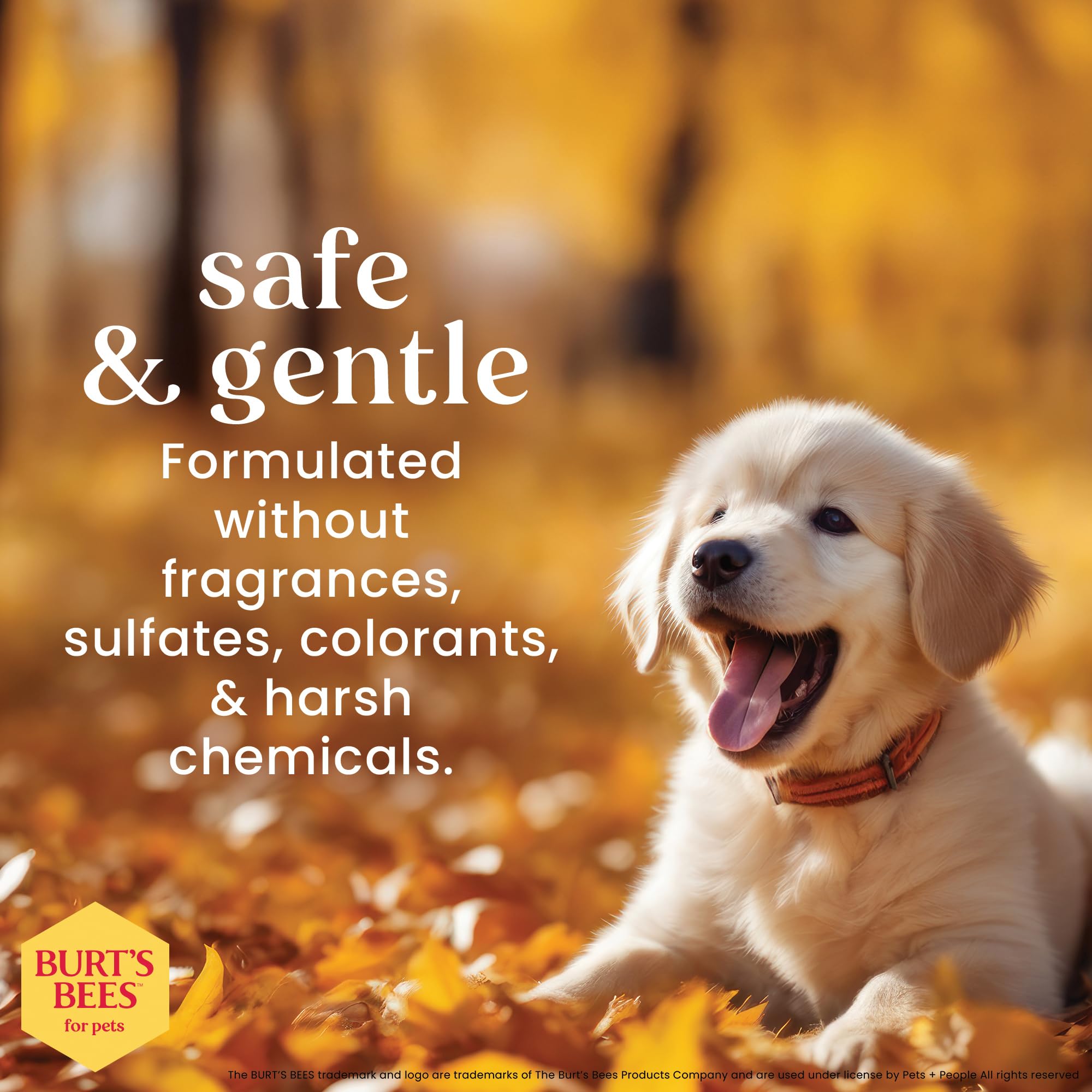 Puppy bath time setup featuring gentle cleansing and calm routine with Burt's Bees for Pets.