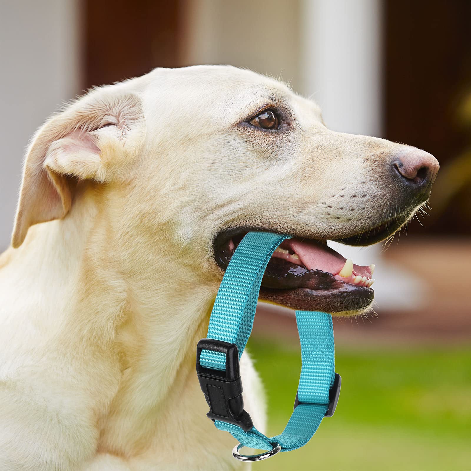 Buryeah quick-snap buckle makes putting on and taking off easy
