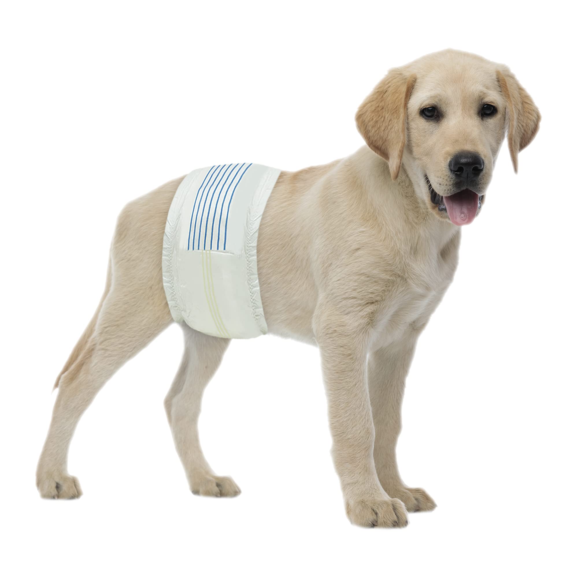 BV Dog Diapers in a comfortable male medium fit for dogs