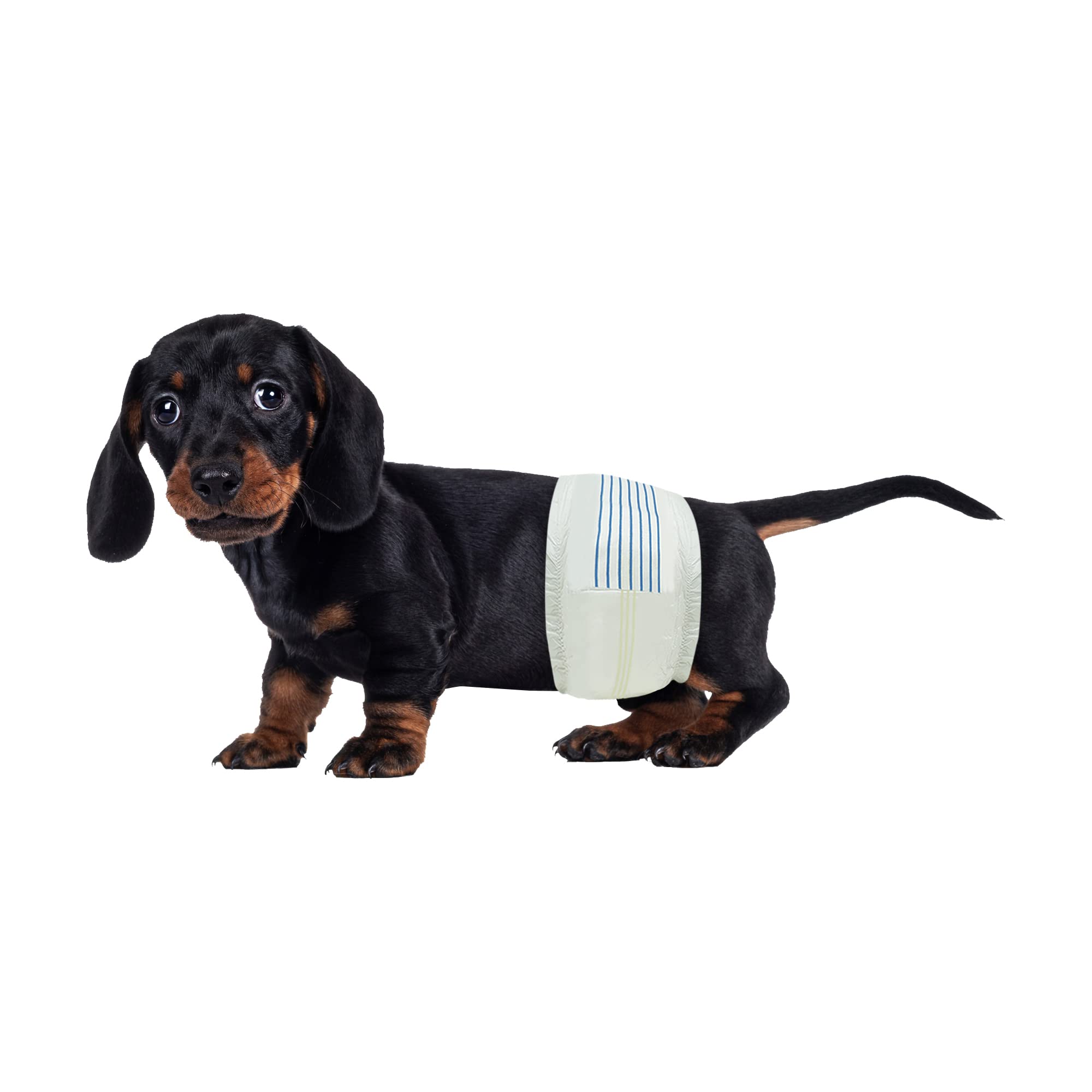 BV Dog Diapers Male Small pack with wetness indicator for easy monitoring