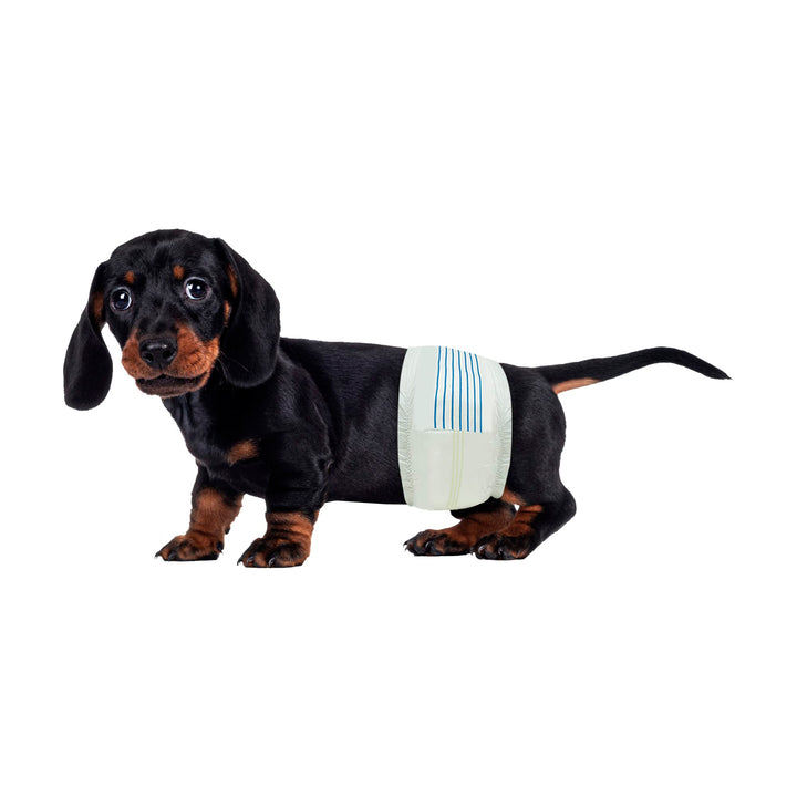 BV Dog Diapers Male Small pack with wetness indicator for easy monitoring