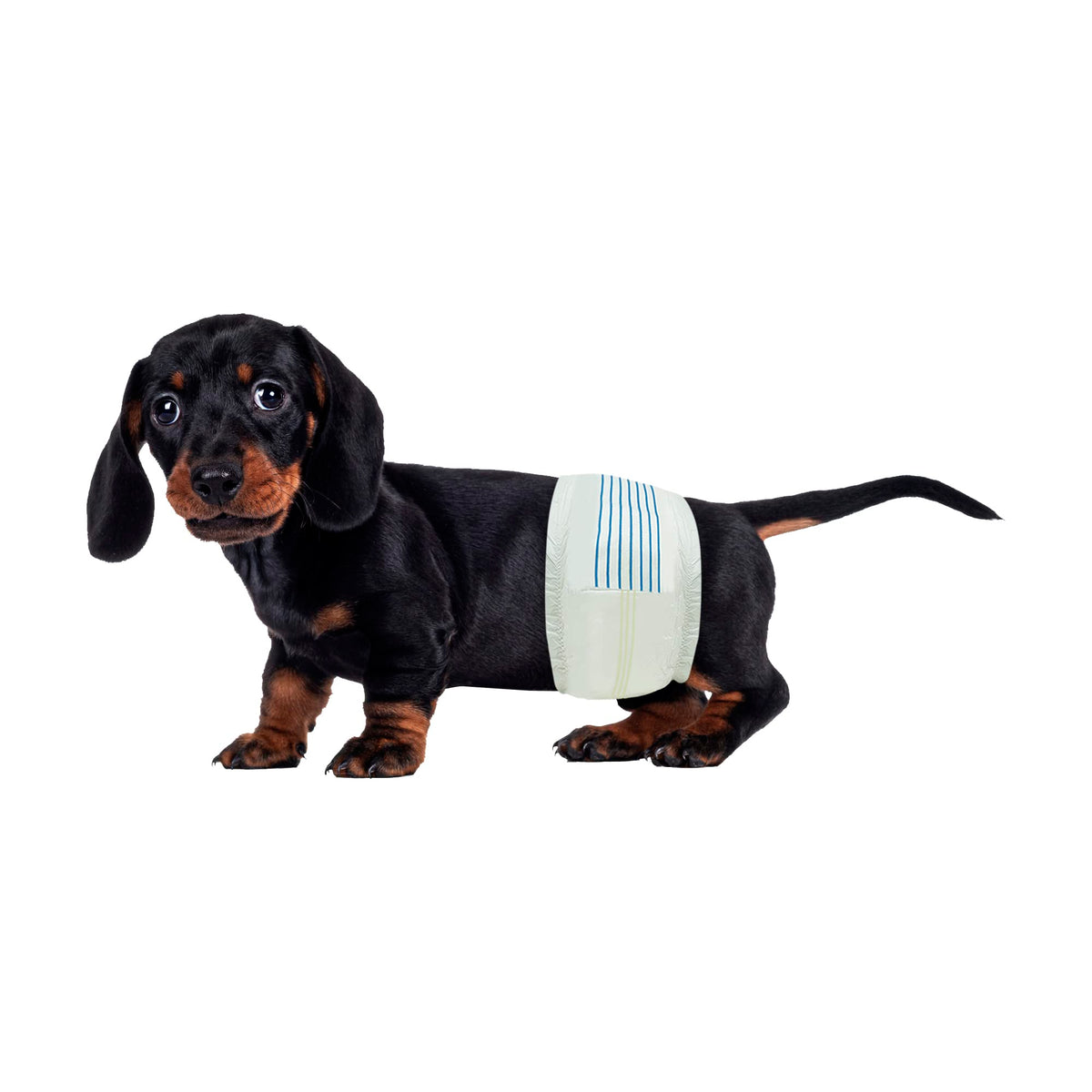 BV Dog Diapers Male Small pack with wetness indicator for easy monitoring