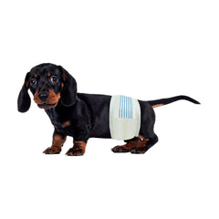 BV Dog Diapers Male Small pack with wetness indicator for easy monitoring