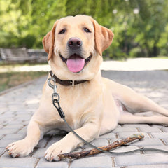 BV dog tie out cable 360 rotating clasp close-up showing tangle-free use