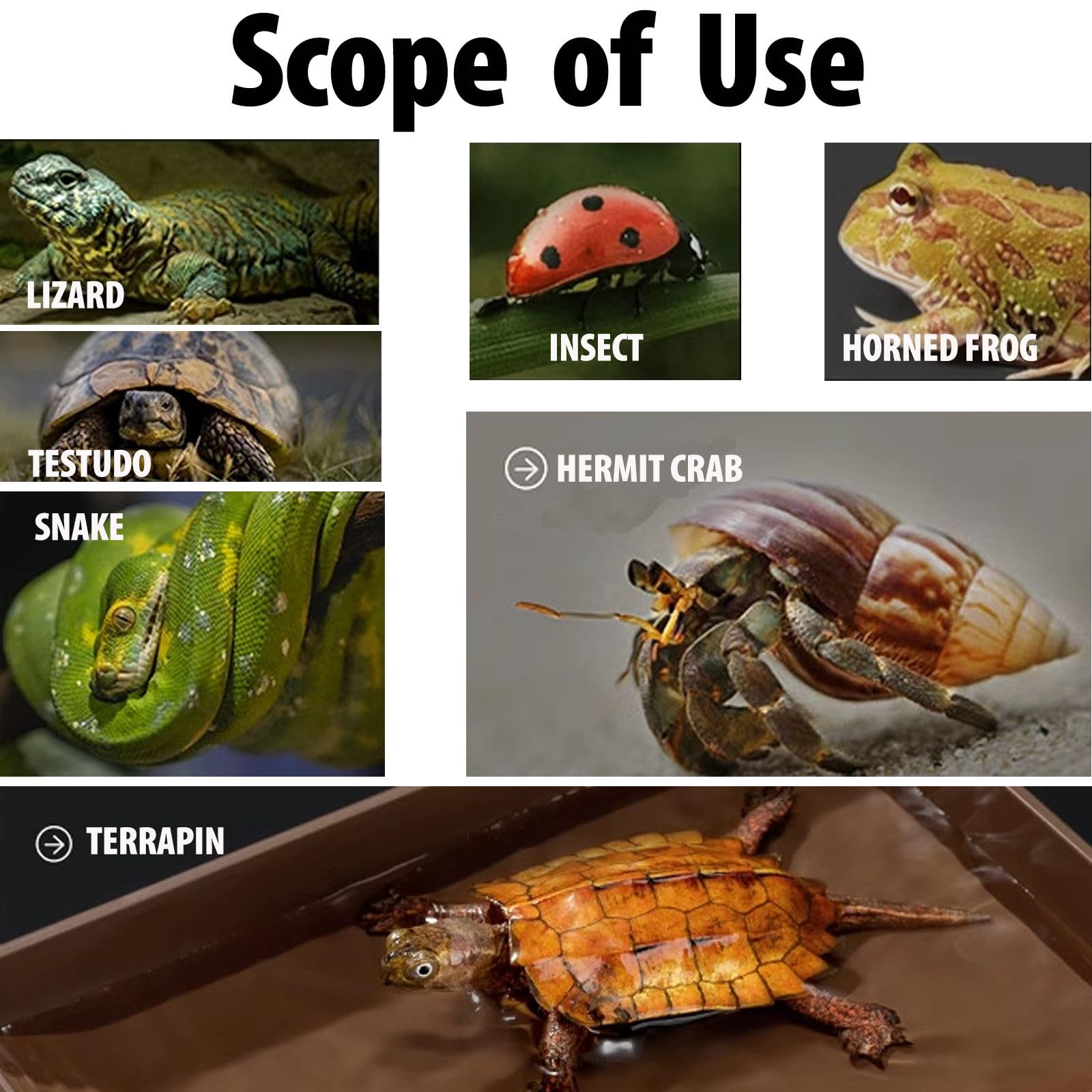 BZCWHWY turtle bathing pool supports hydration and gentle cleaning in terrarium.