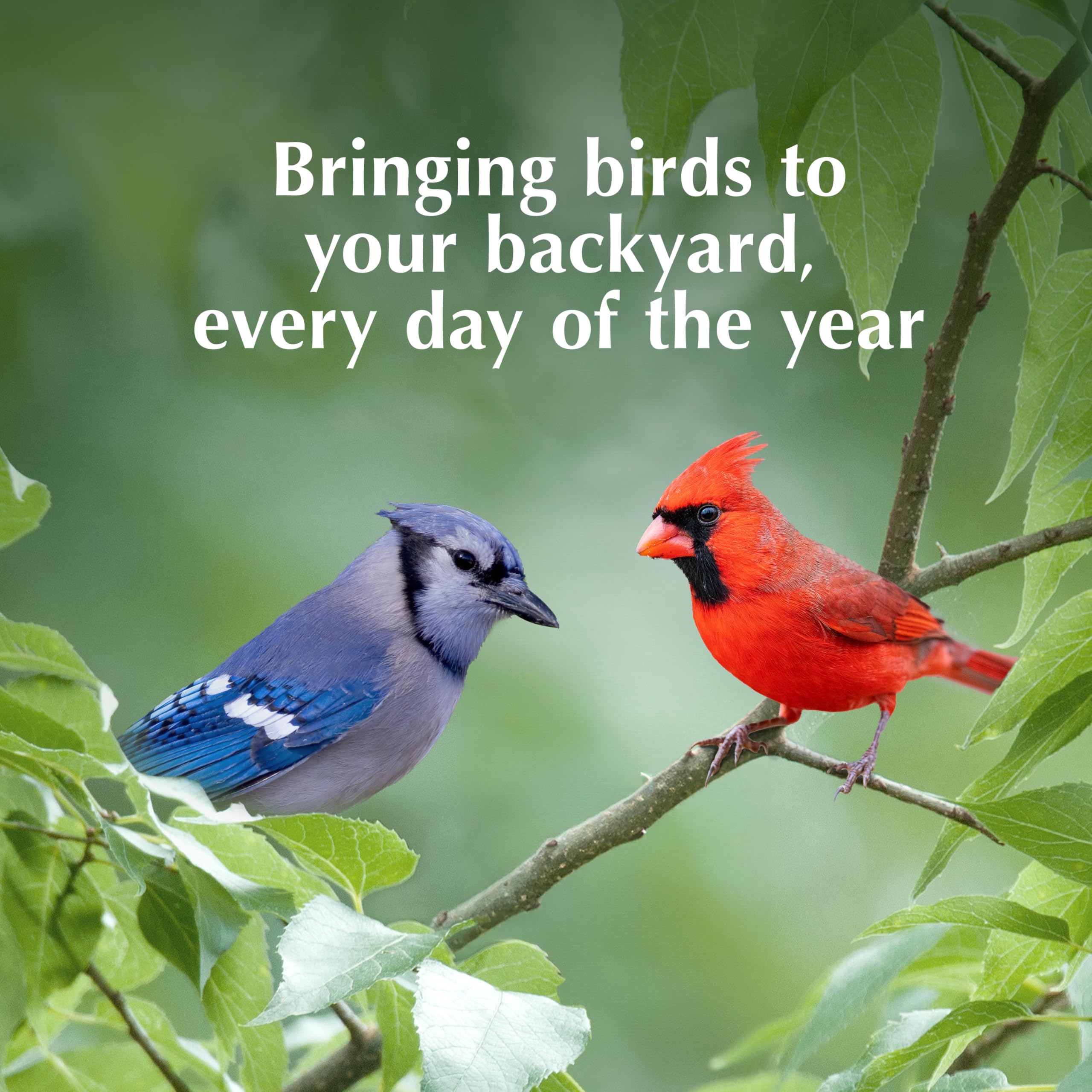 C&S Insect Delight No Melt Suet Dough supports year-round backyard feeding.