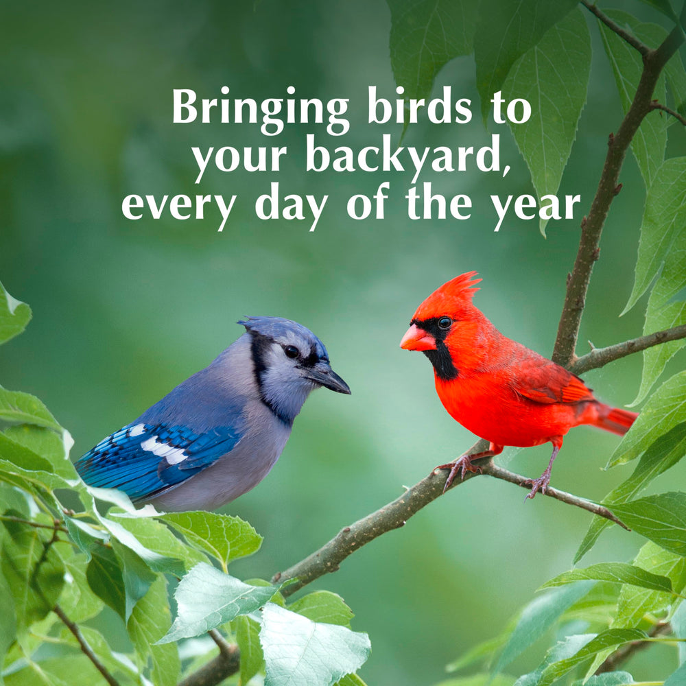 C&S Insect Delight No Melt Suet Dough supports year-round backyard feeding.
