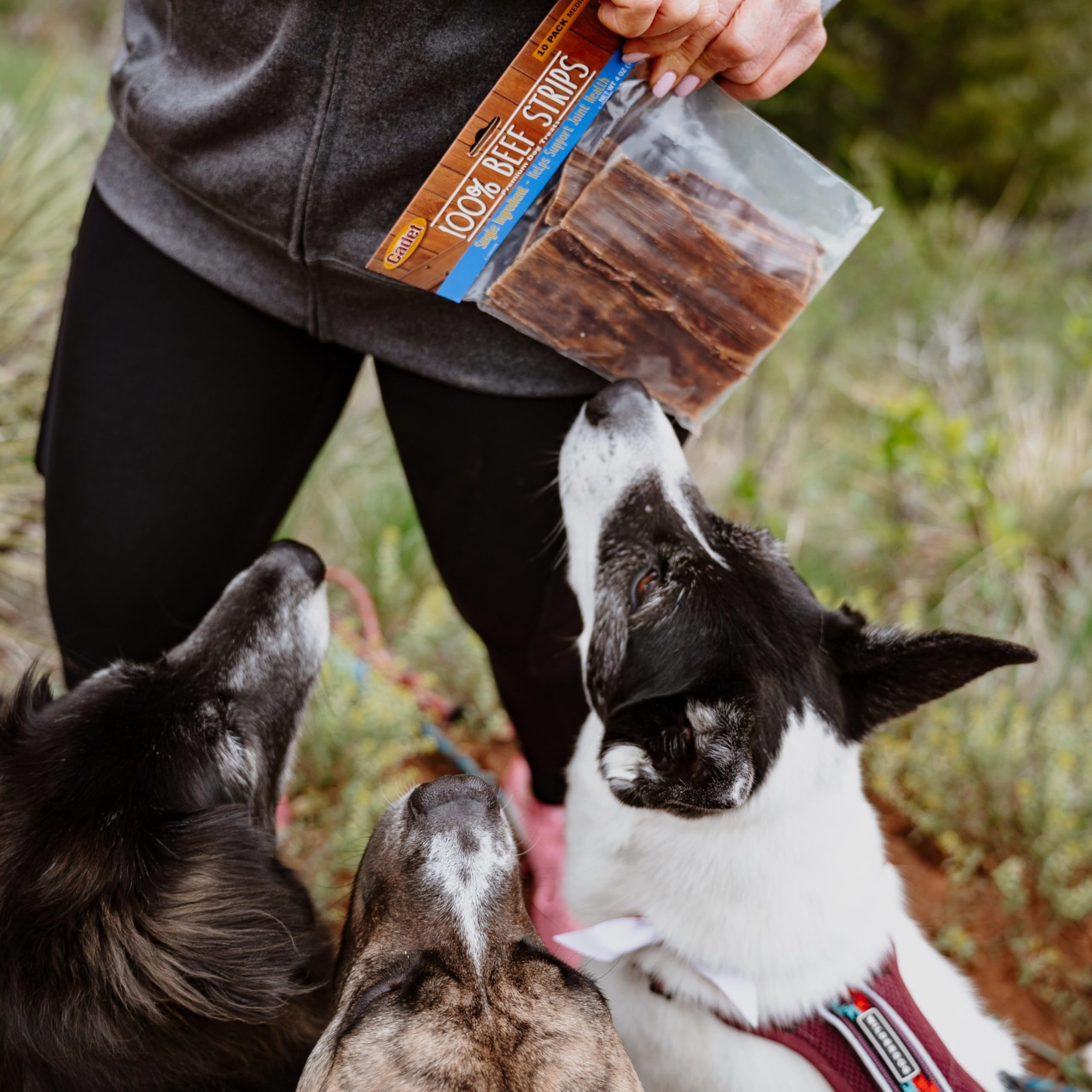 Cadet beef esophagus dog chews in action keep dogs engaged during play.