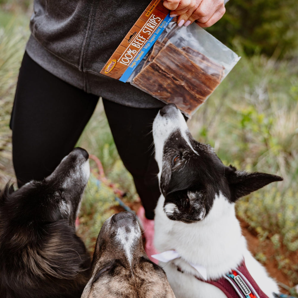 Cadet beef esophagus dog chews in action keep dogs engaged during play.