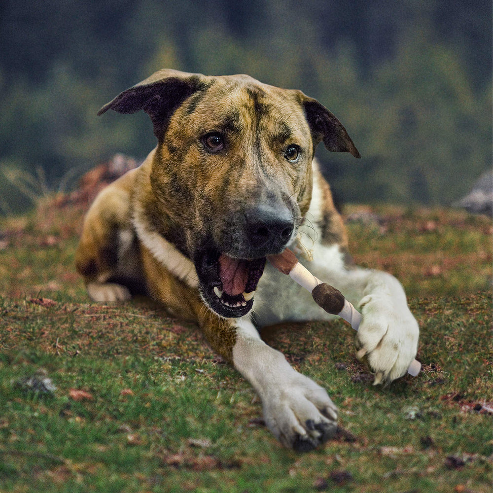 Cadet Large-dog eight-pack offers durable rewards for big breeds