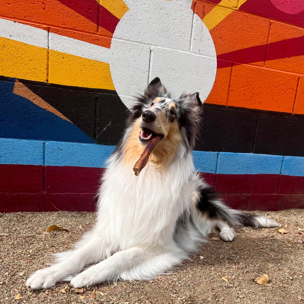 Cadet rawhide-free chew, a safer alternative for aggressive chewers.