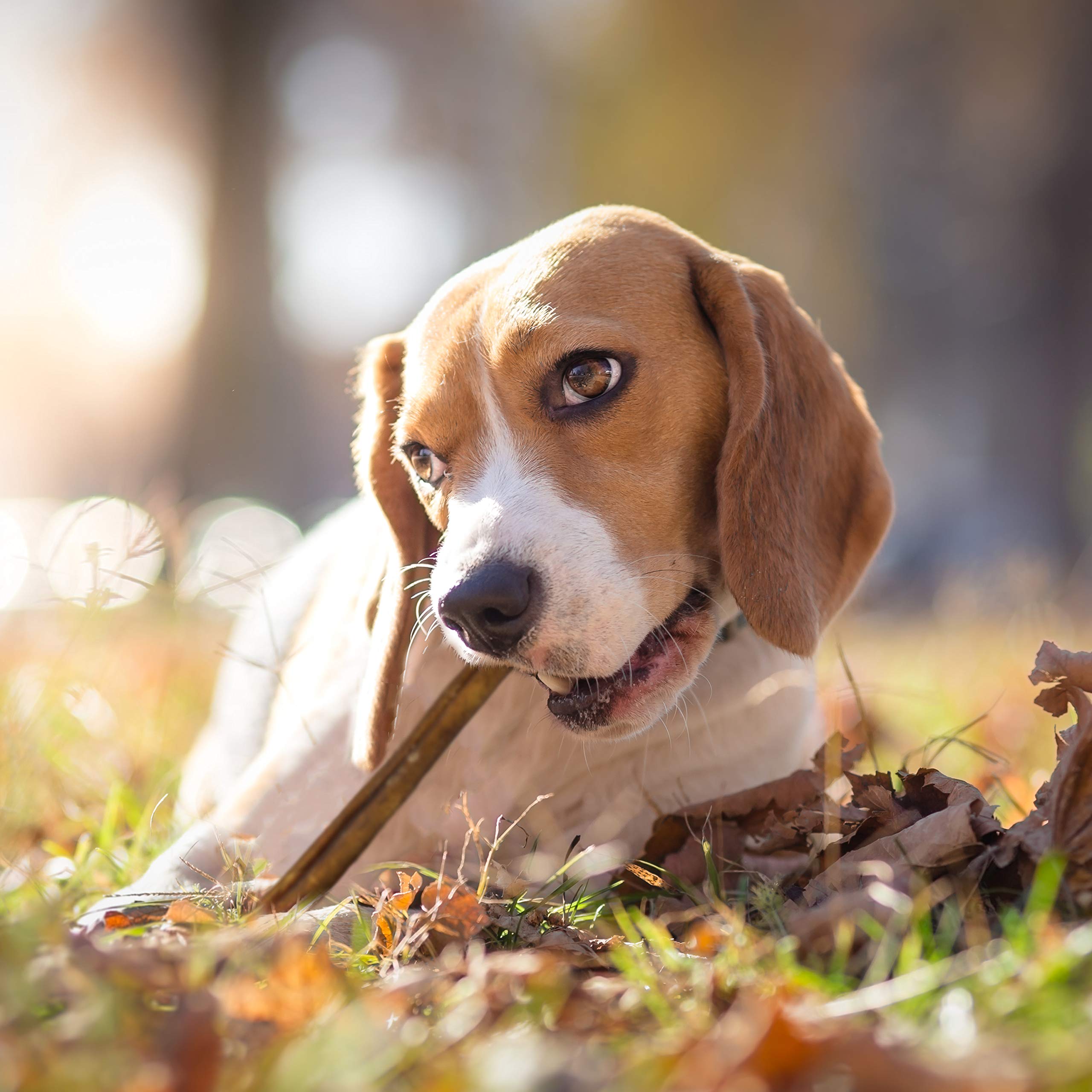 Cadet single ingredient beef pizzle product focus for trusted treats