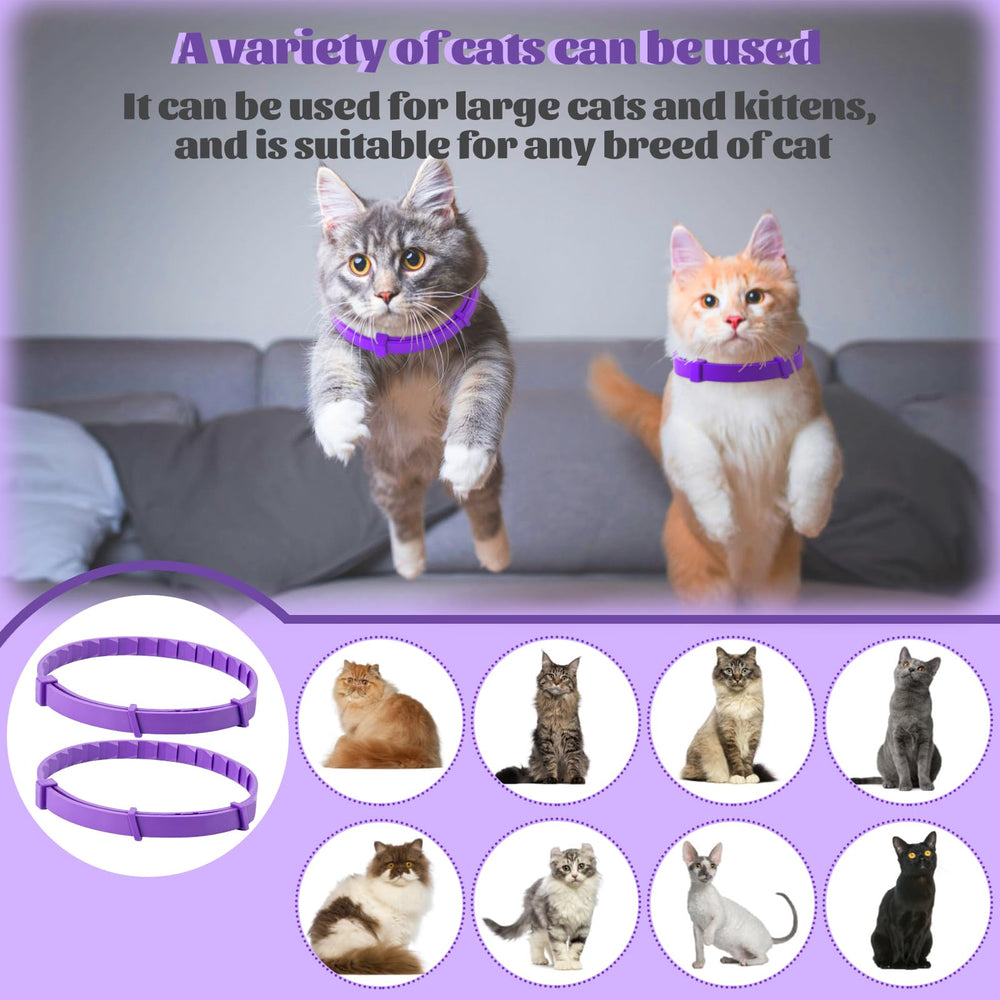 CAILENIFDC cat in a new environment with collar for smoother transition.