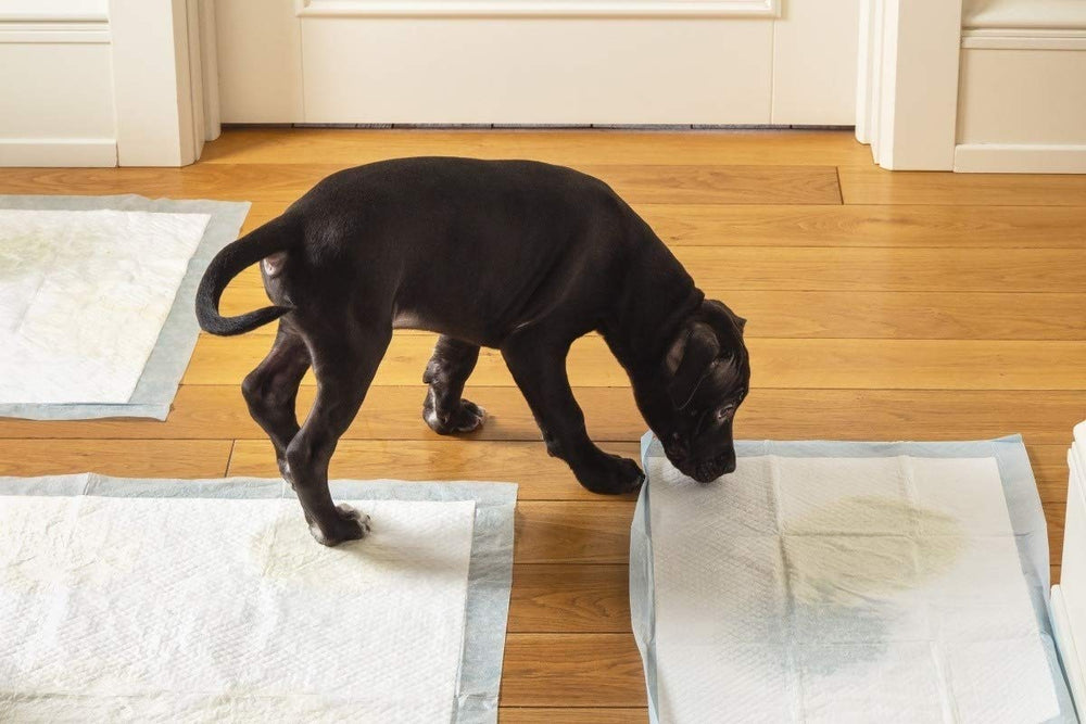 Multi-pet use scenario with CAILOS pads