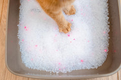 Calitti Crystal Litter odor-control focus reveals lasting freshness