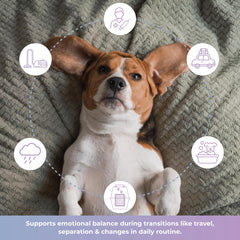 Calming dog enjoying Tranquillium soft chews during a quiet snack time.