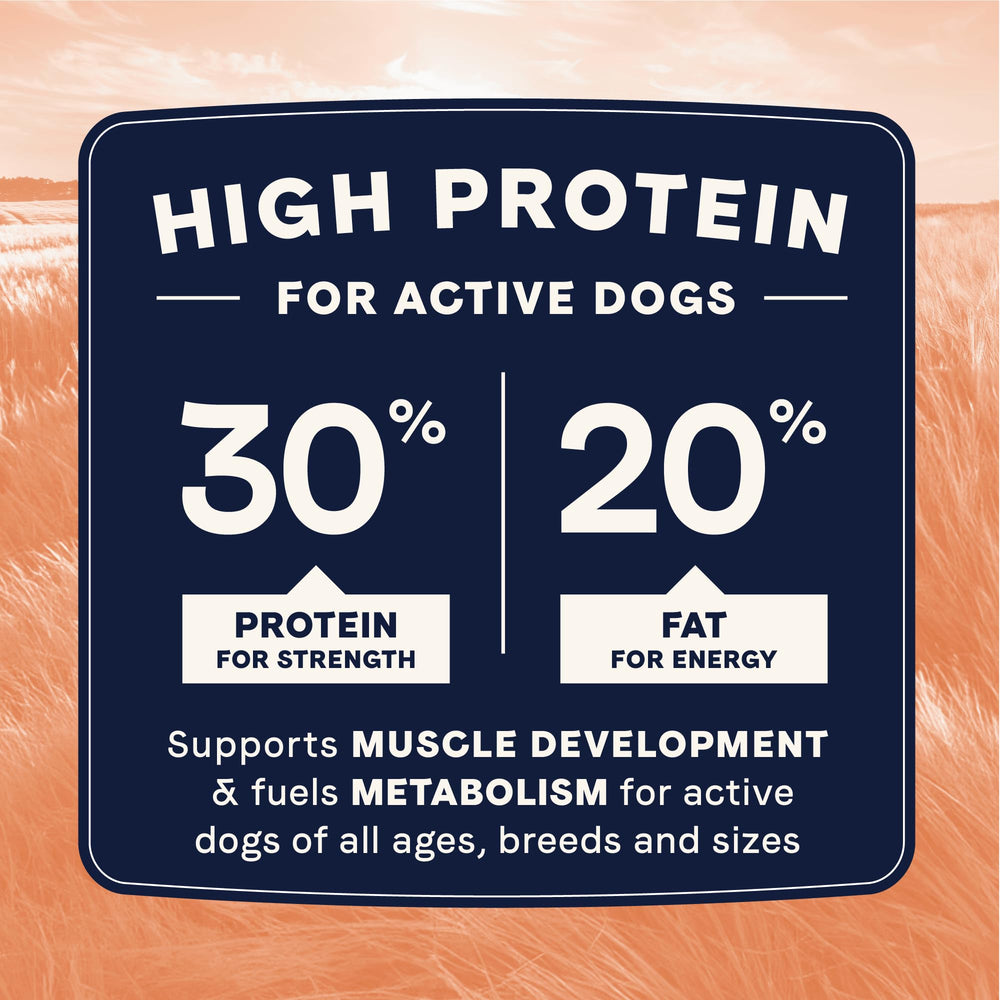 CANIDAE trio of dogs enjoying the food during playtime suggests versatile nutrition