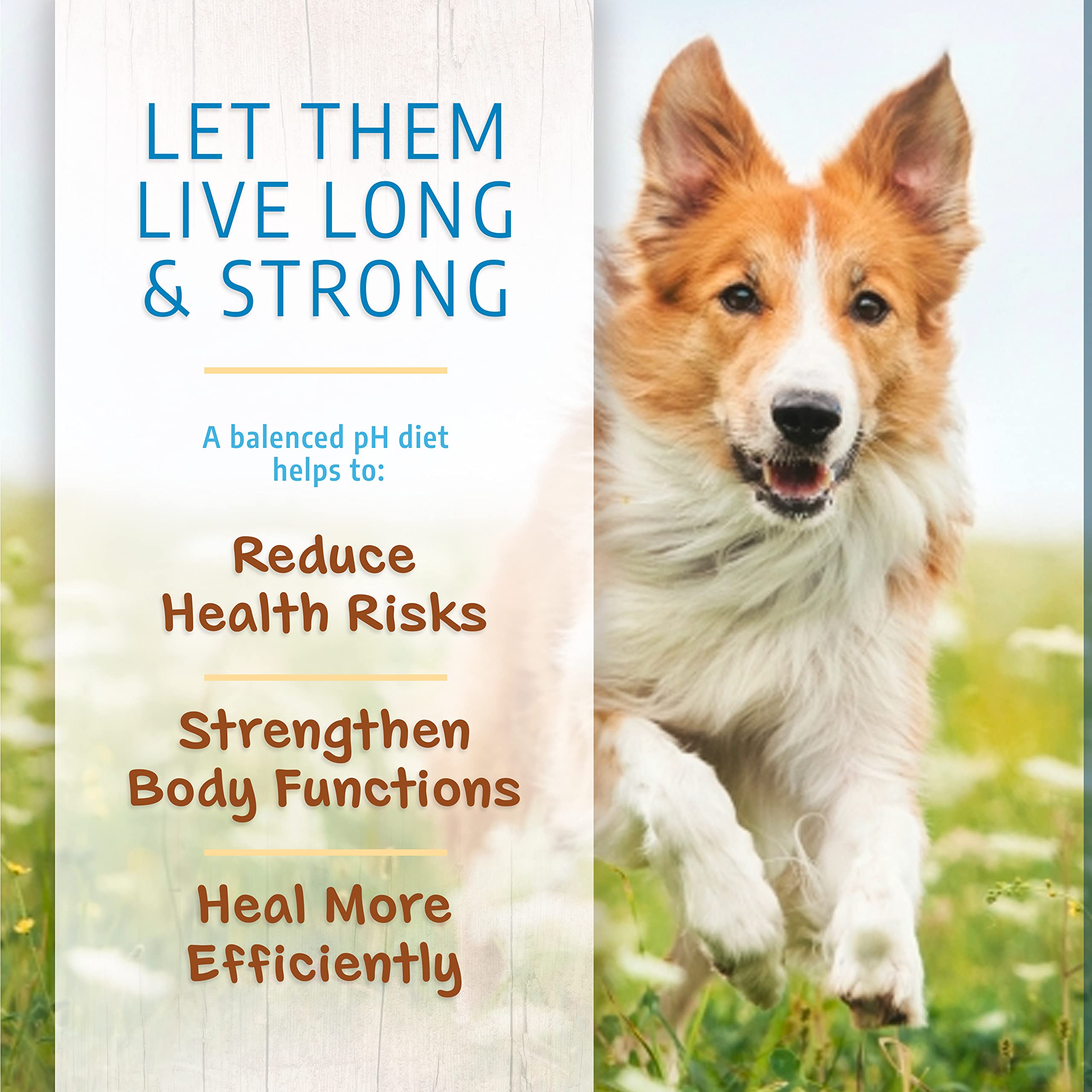 Canine Caviar Open Meadow kibble in a bowl highlighting grain-free balance for dogs.