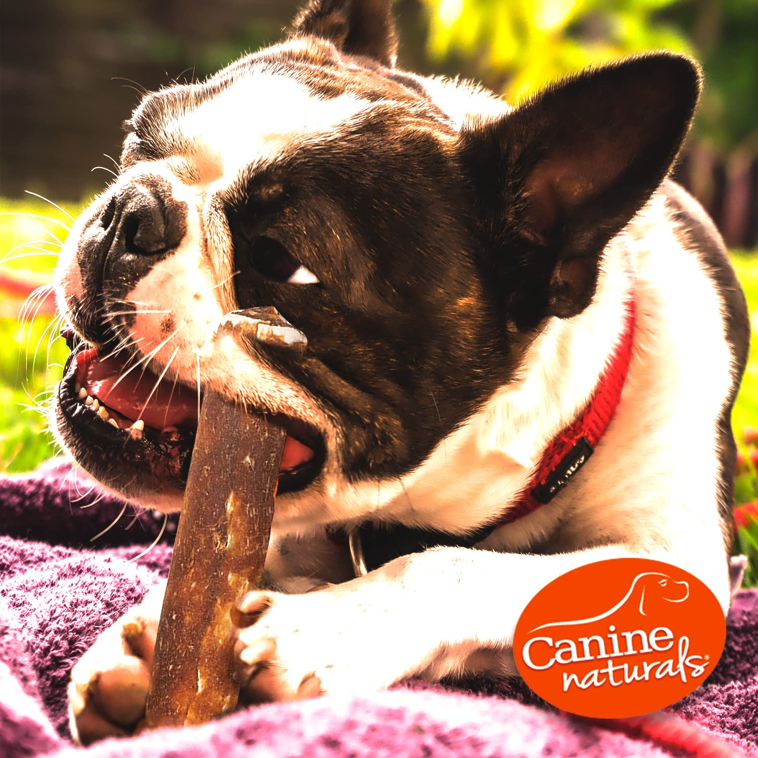Canine Naturals dog enjoying chew – satisfying chewing instinct