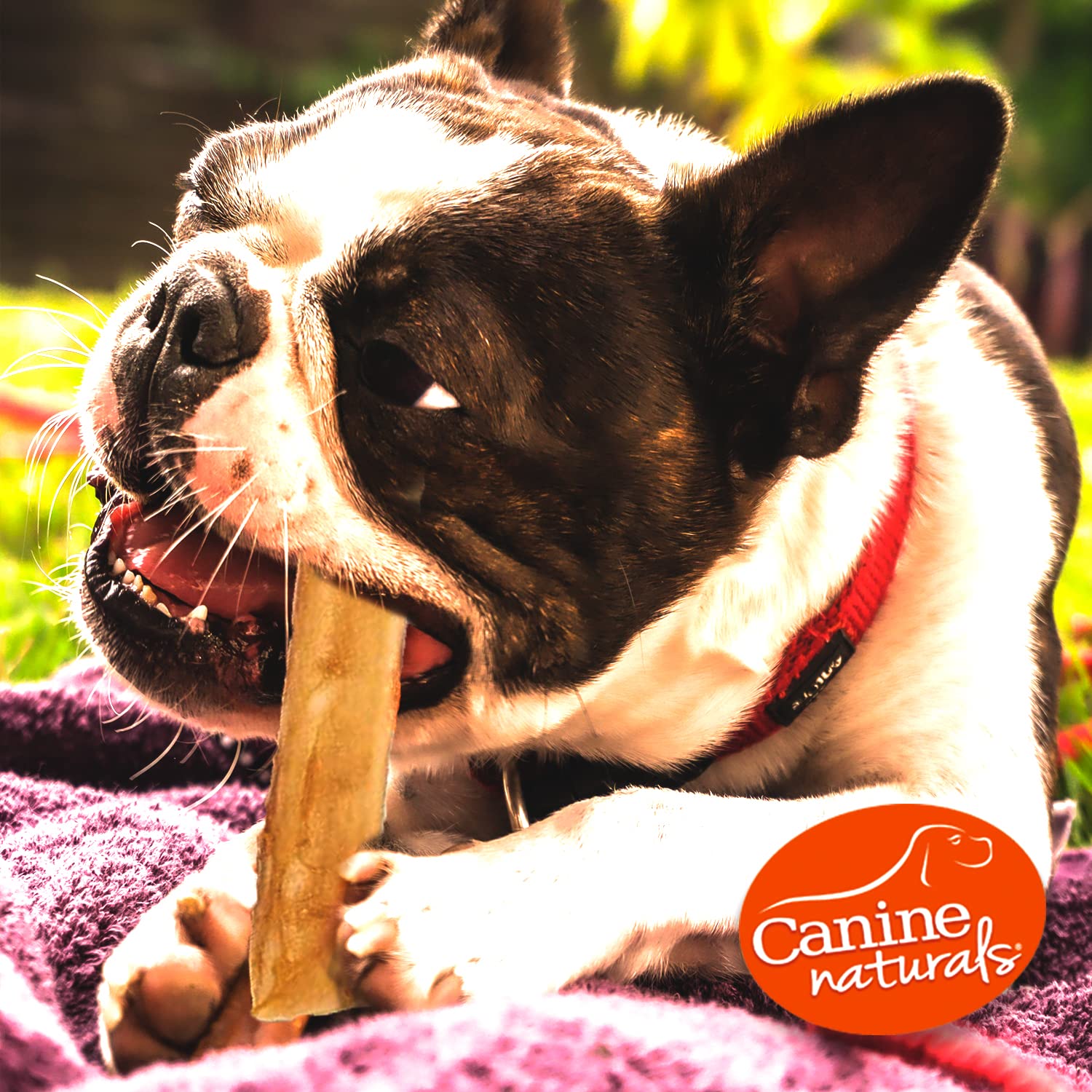 Canine Naturals dental-support chew demonstrating long chew time and dental engagement.