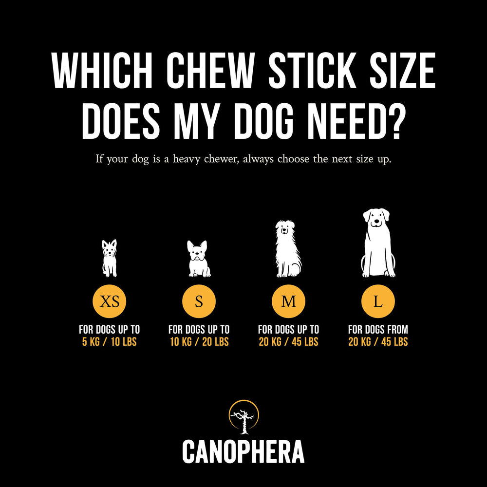 Canophera coffee wood chew small stick in use during play for regular chewers.