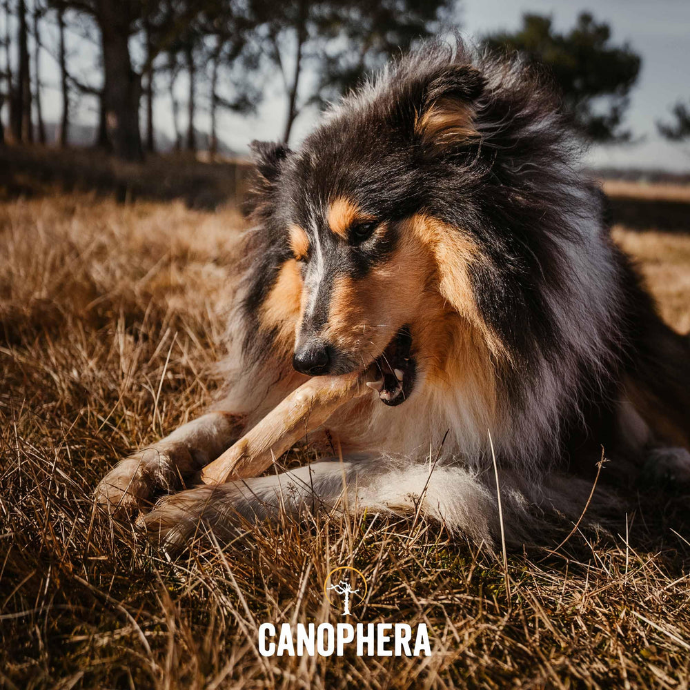 Canophera Coffee Wood Dog Chew Stick – Closeup highlighting texture for long-lasting chewing and vegan, caffeine-free materials.