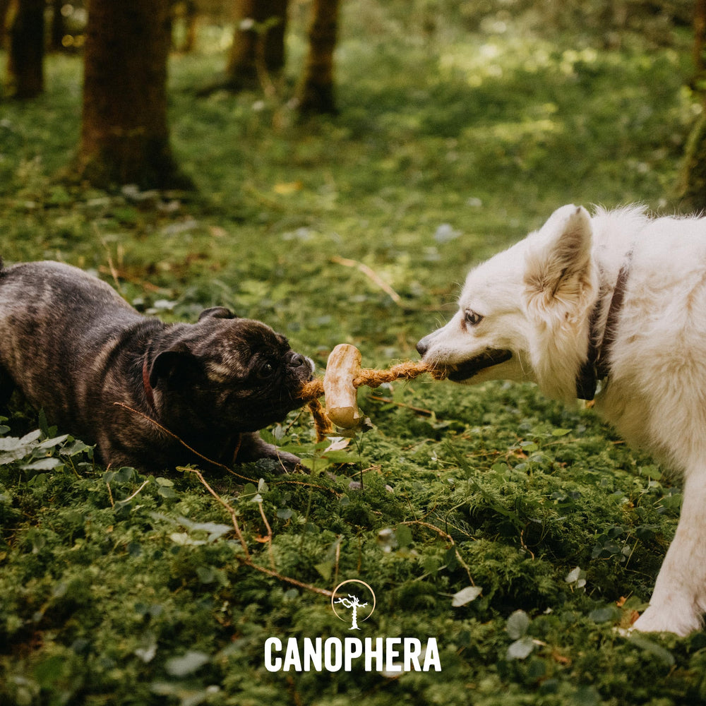 Durable Canophera chew toy for large breeds delivering long-lasting entertainment.