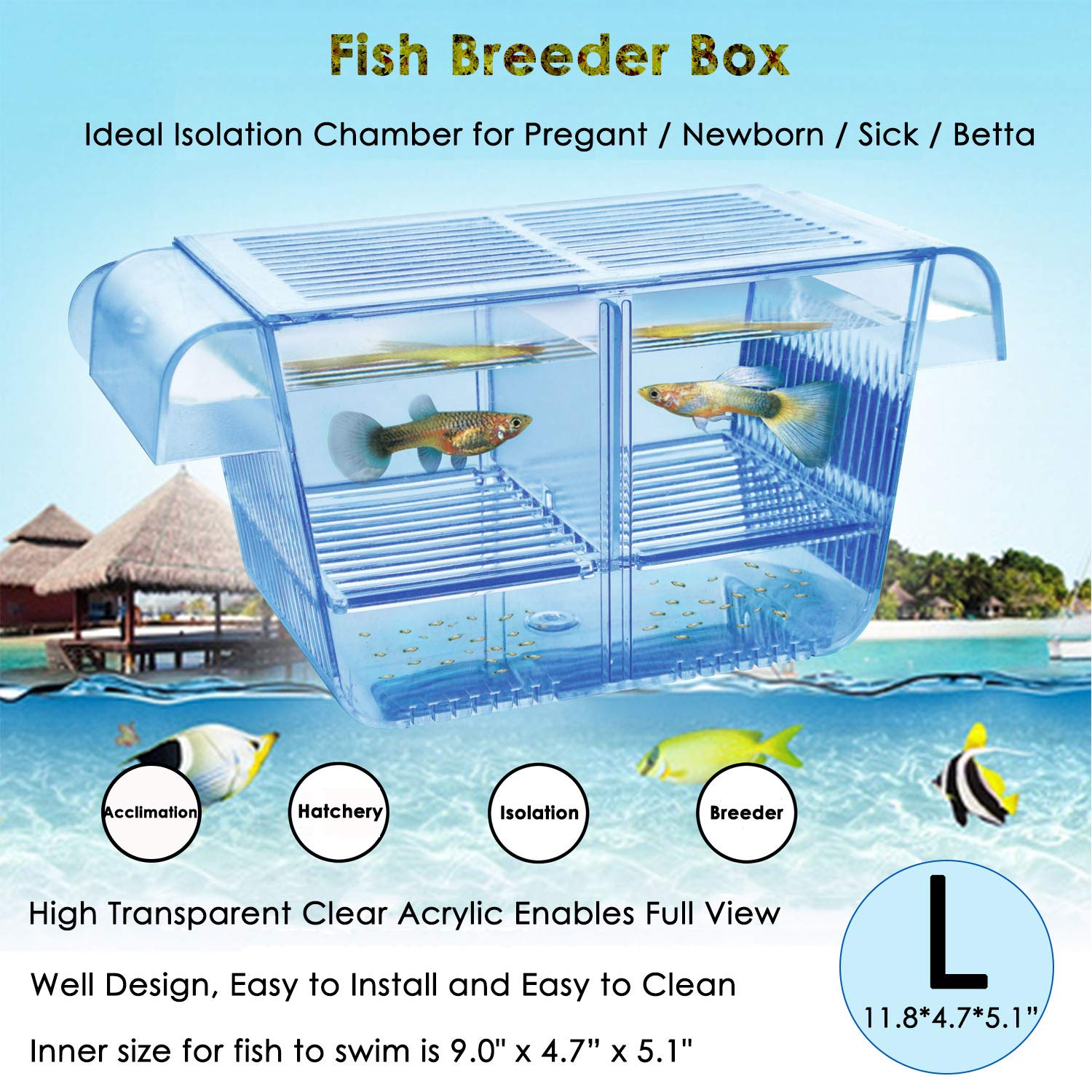 Capetsma fish breeder box floating hatchery isolates newborn fry for safety.