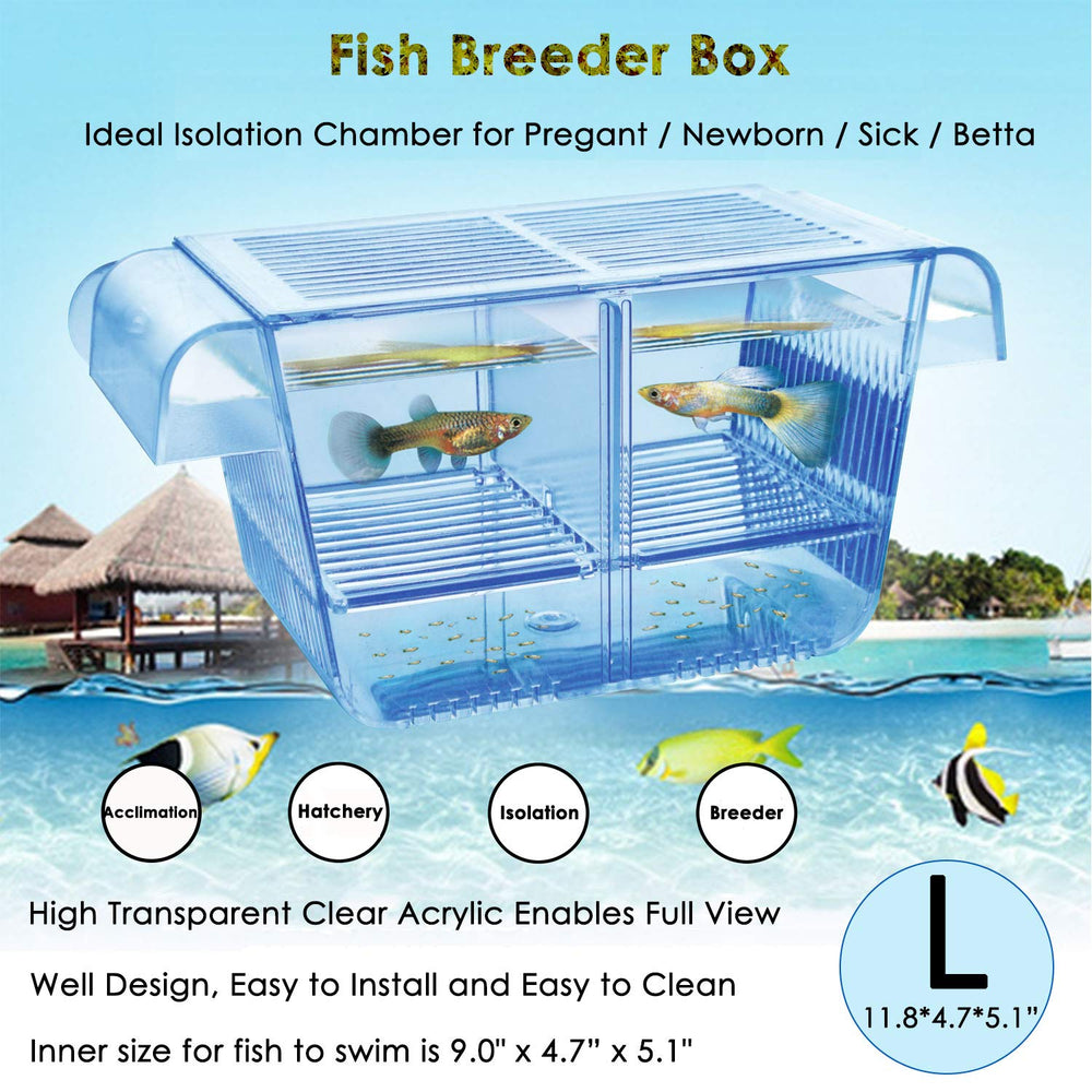 Capetsma fish breeder box floating hatchery isolates newborn fry for safety.